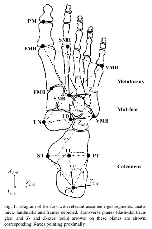lfmfootsegmentdefinition.jpg